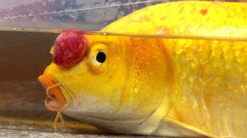 Dr. K's Exotic Animal ER Season 4 Episode 3 - Eye-Eye-Ay!