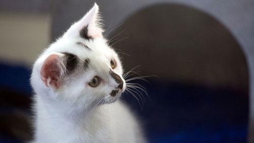 Cat Watch 2014: The New Horizon Experiment Season 1 Episode 1 - A Cat's Eye View