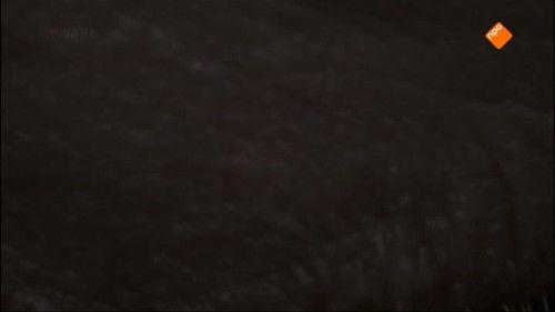 Zembla Season 20 Episode 5 - Waakzaam, dienstbaar en getraumatiseerd