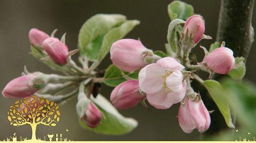 Gardeners' World Season 54 Episode 8 - Episode 8