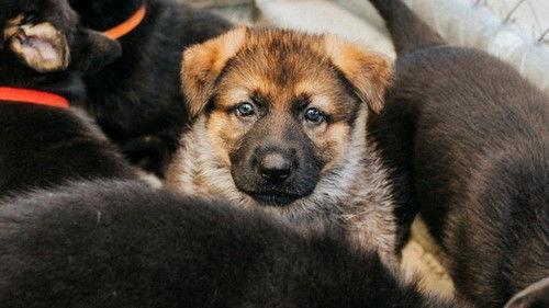 Dog Squad Puppy School Season 3 Episode 4 - Episode 4