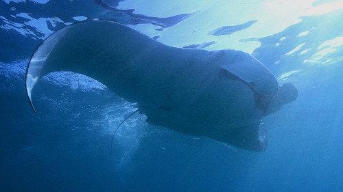 Great Blue Wild Season 3 Episode 1 - Manta Mystery