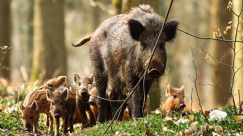 Springwatch Season 17 Episode 6 - Episode 6