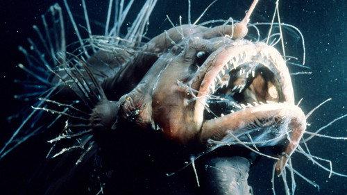 The Blue Planet Season 1 Episode 2 - The Deep