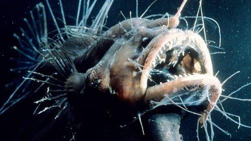 The Blue Planet Season 1 Episode 2 - The Deep