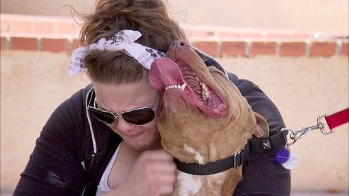 Pit Bulls and Parolees Season 5 Episode 8 - Rescuing the Holidays