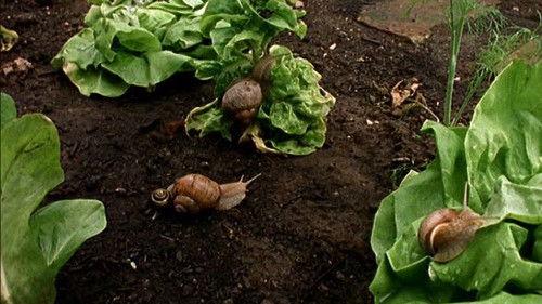 Löwenzahn Season 20 Episode 6 - Episode 6