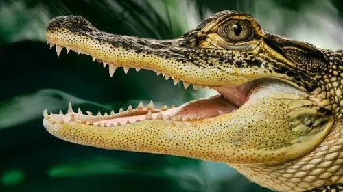 Jonahs dyreverden Season 2 Episode 8 - Episode 8