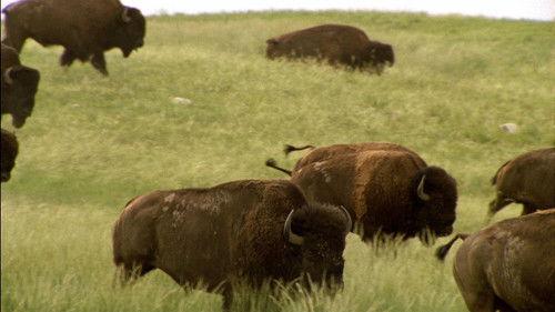 Animal Fight Night Season 3 Episode 1 - Brutal Brawls