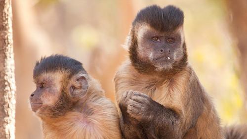 Nature Season 34 Episode 15 - Nature's Perfect Partners