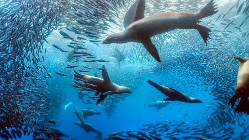 The Hunt Season 1 Episode 4 - Hunger at Sea (Oceans)