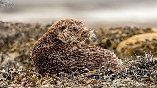 Springwatch Season 19 Episode 3 - Episode 3