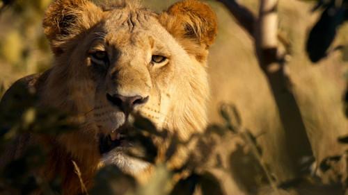 Big Cats 24/7 Season 2 Episode 1 - Change Is Coming