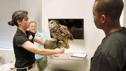 The Vet Life Season 1 Episode 6 - Hope for Hoppy