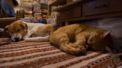 A Cat's-Eye View of Japan Season 4 Episode 9 - Yamaguchi: Surrounded by Green