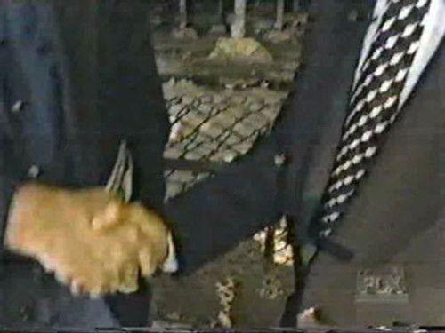 TV Nation Season 2 Episode 2 - Fox Show 2