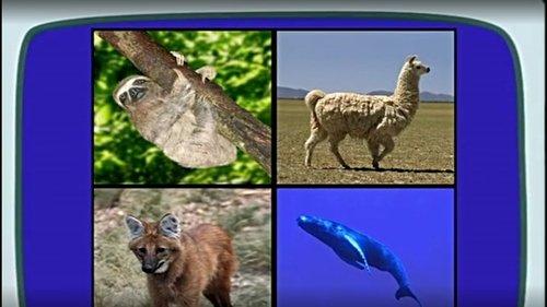 Go, Diego, Go! Season 2 Episode 7 - Diego the Hero