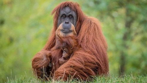 The Secret Life of the Zoo Season 8 Episode 2 - Macaw 911