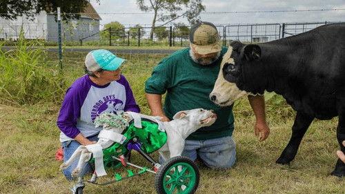 Background image for Penelopes