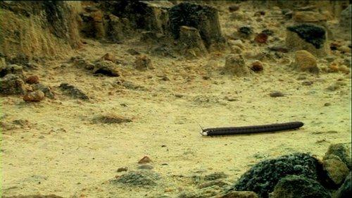 Minuscule: The Private Life of Insects Season 1 Episode 38 - Yellow