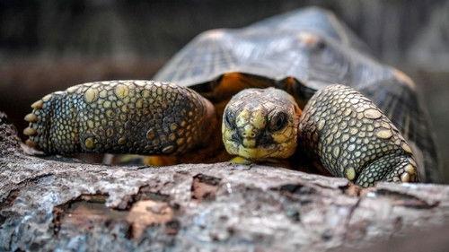 The Secret Life of the Zoo Season 6 Episode 7 - Episode 7