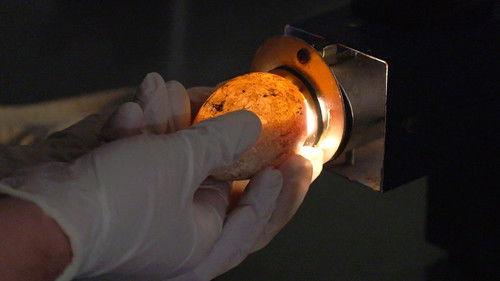 Secrets of the Zoo: Tampa Season 2 Episode 2 - Hatch Me if You Can