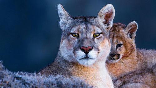 Earth at Night in Colour Season 2 Episode 2 - Puma Mountain