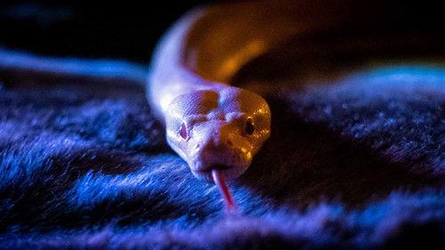 undefined Season 1 Episode 6 - Volume 6: The High Priestess