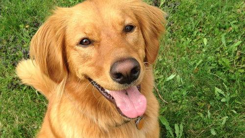 Couple with Dog Season 1 Episode 10 - Episode 10