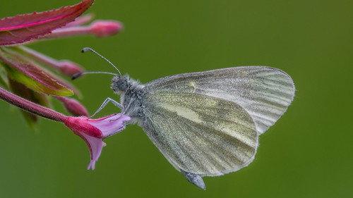Springwatch Season 23 Episode 2 - Episode 2