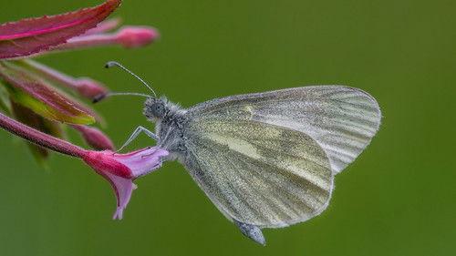 Springwatch Season 23 Episode 2 - Episode 2