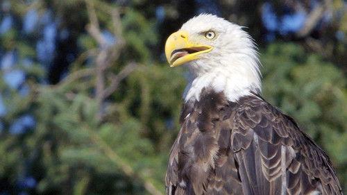 Kanadas Nationalparks Season 2 Episode 4 - Episode 4