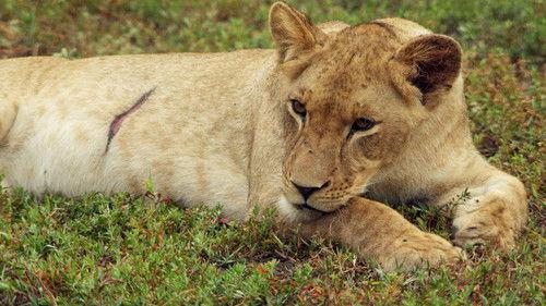 Gorongosa Park: Rebirth of Paradise Season 1 Episode 5 - Battle Lines