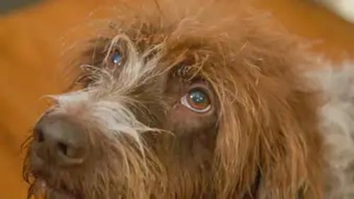 The Wizard of Paws Season 5 Episode 9 - Boundless Birdie