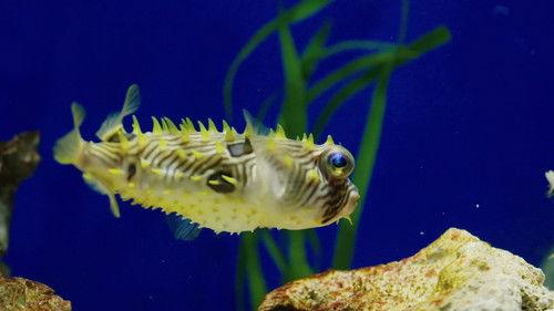 Secrets of the Zoo: Tampa Season 2 Episode 6 - Kitty Kitty Fang Fang