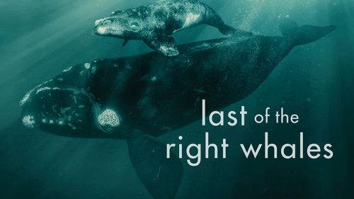 The Nature of Things Season 62 Episode 1 - Last of the Right Whales