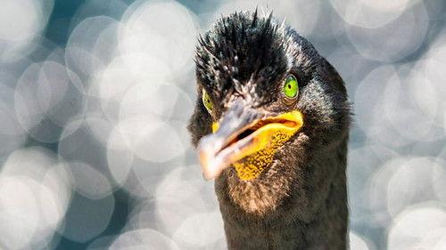 Springwatch Season 18 Episode 11 - Episode 11