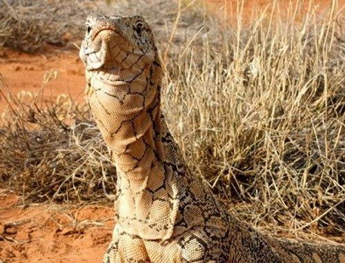 NOVA Season 37 Episode 3 - Lizard Kings