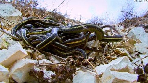 Absurd Planet Season 1 Episode 1 - Strangest Things