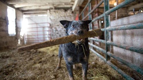 The Incredible Dr. Pol Season 6 Episode 9 - Dog-a-POL-ooza