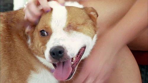 Pit Bulls and Parolees Season 5 Episode 14 - Almost Perfect