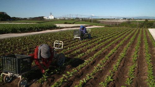 Shin Nihon Fudoki Season 10 Episode 21 - Episode 21