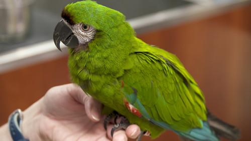 Dr. K's Exotic Animal ER Season 5 Episode 8 - A Perfect Storm