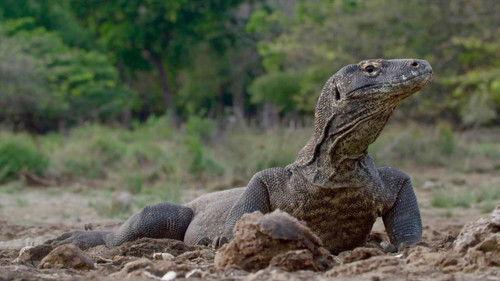 Background image for Reptiles – Dependent on Climate