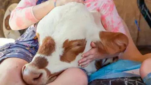 Background image for Super Cow