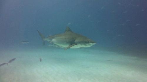 When Sharks Attack Season 2 Episode 2 - Hawaiian Terror