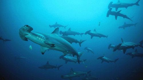 Nature Season 23 Episode 2 - Shark Mountain