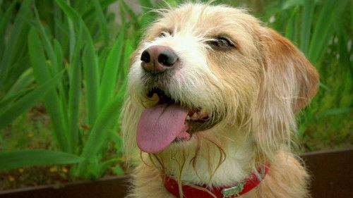 Click Season 17 Episode 22 - Hay Festival