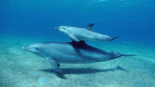 Nature Season 44 Episode 8 - Parenthood: Oceans