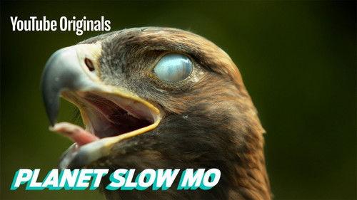 Planet Slow Mo Season 1 Episode 9 - Super Slow Motion Birds